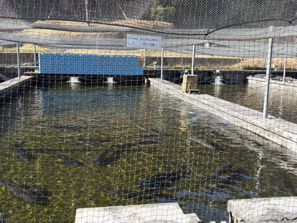 ロシアチョウザメ 140尾