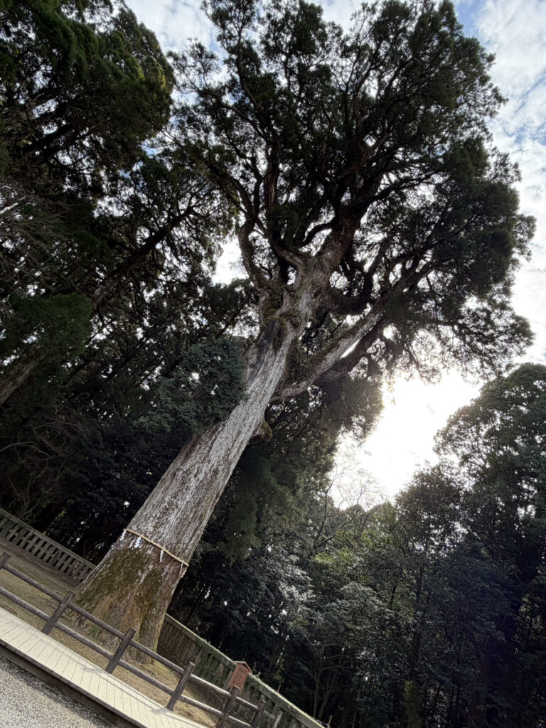 樹齢800年のご神木